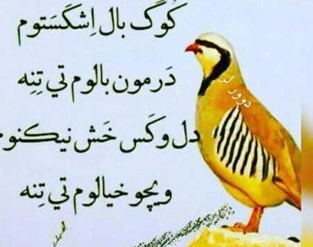 عکس قشنگ لری