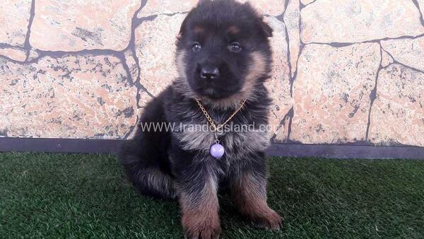 عکس از توله ژرمن شپرد