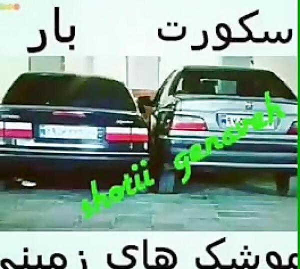 عکس لاتی زانتیا