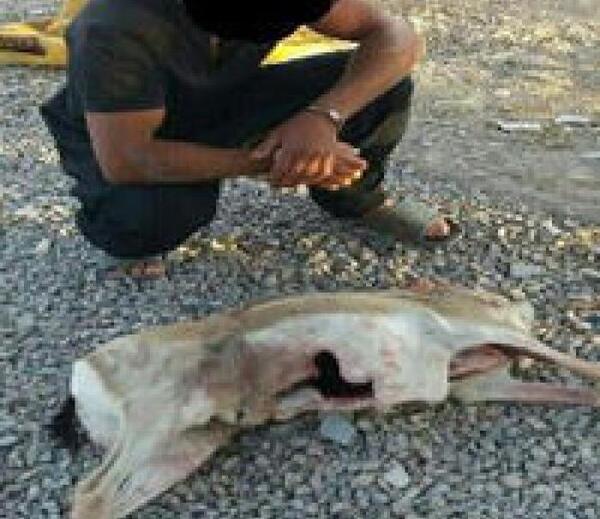 عکس شکارچیان آهو