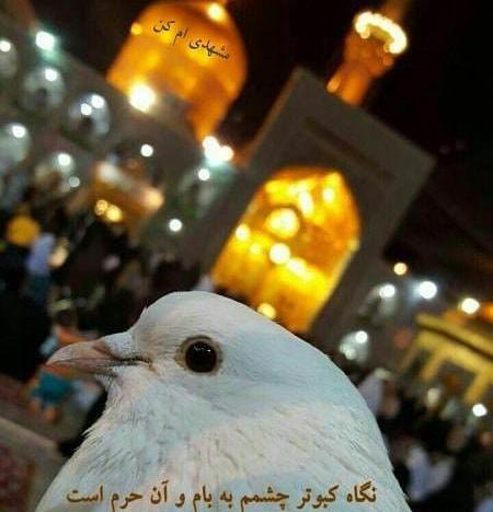 عکس حرم امام رضا با نوشته برای پروفایل