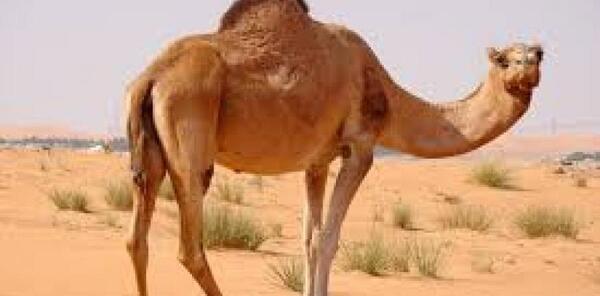عکس قلب شتر