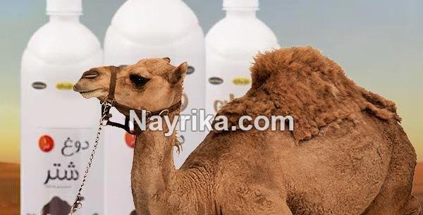 عکس قلب شتر