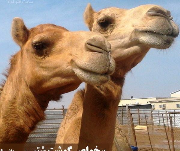عکس قلب شتر