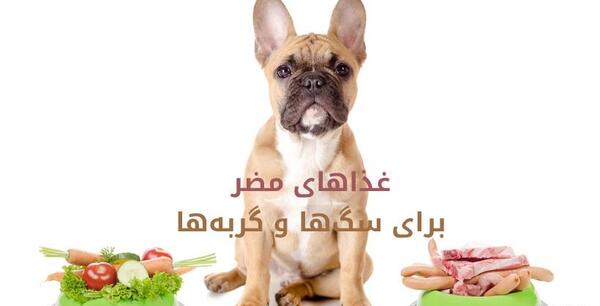 عکس غذا دادن به سگ