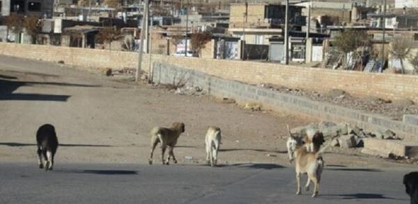 عکس غذا دادن به سگ