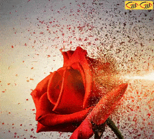 عکس گل رز متحرک
