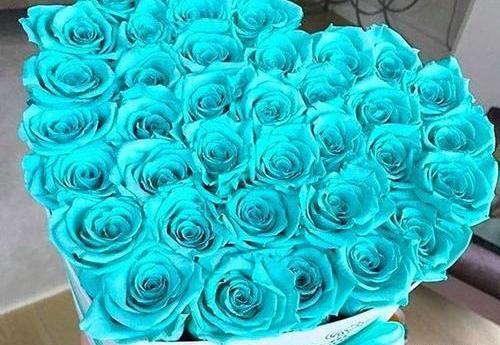 عکس گل رز متحرک