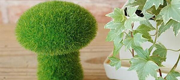 عکس سبزه عید با ارزن