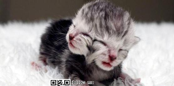 عکس حیوانات ژنتیکی