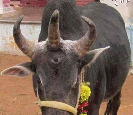 عکس حیوانات ژنتیکی