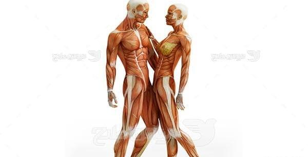 عکس آناتومی بدن انسان برای طراحی