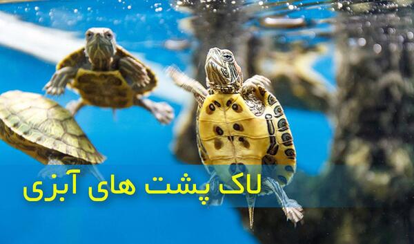 عکس لاک پشت های آبی