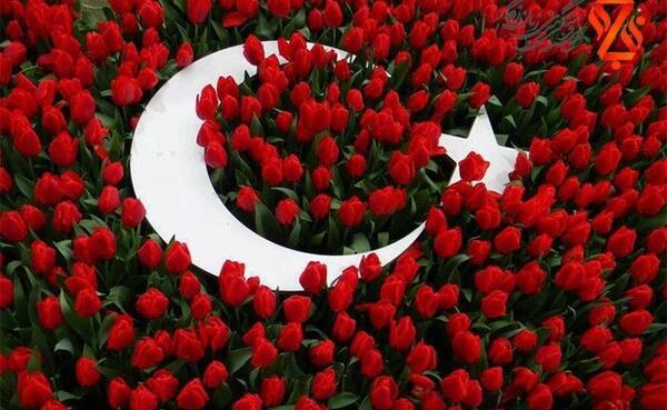 عکس گل چیچک