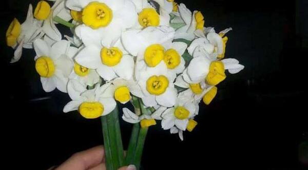 عکس گل نرگس در دست دختر