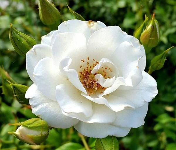 عکس گل طبیعی