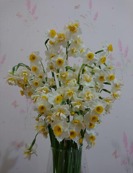 عکس عکس گل نرگس