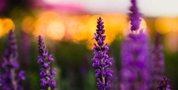 عکس گیاه مریم گلی چیست
