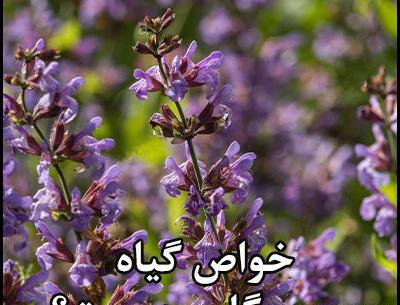 عکس گیاه مریم گلی چیست