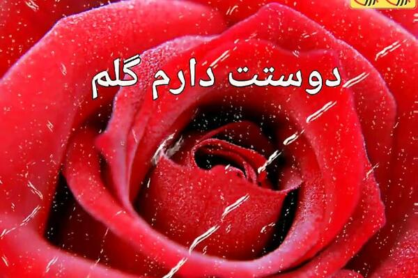 عکس گلم دوستت دارم