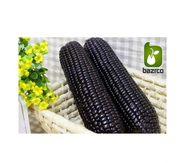 عکس انواع ذرت