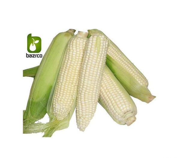 عکس انواع ذرت