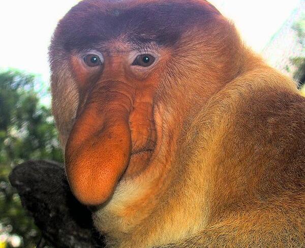 عکس میمون دماغ عملی