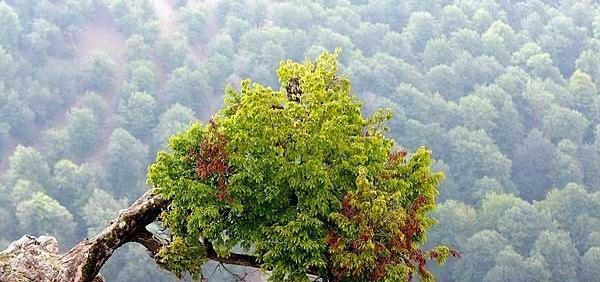 عکس پروفایل از طبیعت گیلان