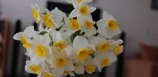 عکس گل نرگس لاکچری