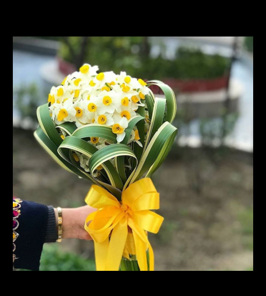 عکس گل نرگس لاکچری