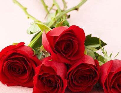 عکس دسته گل برای آشتی