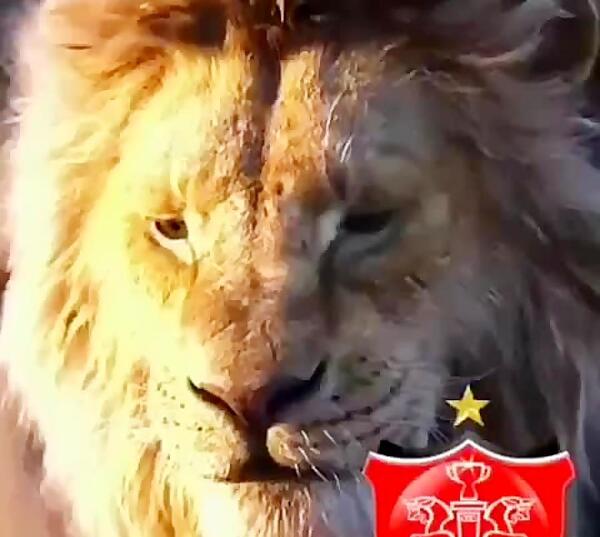 عکس شیر و پرسپولیس