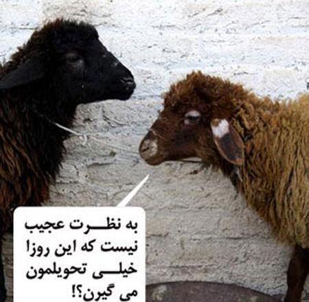عکس نوشته تبریک عید قربان خنده دار