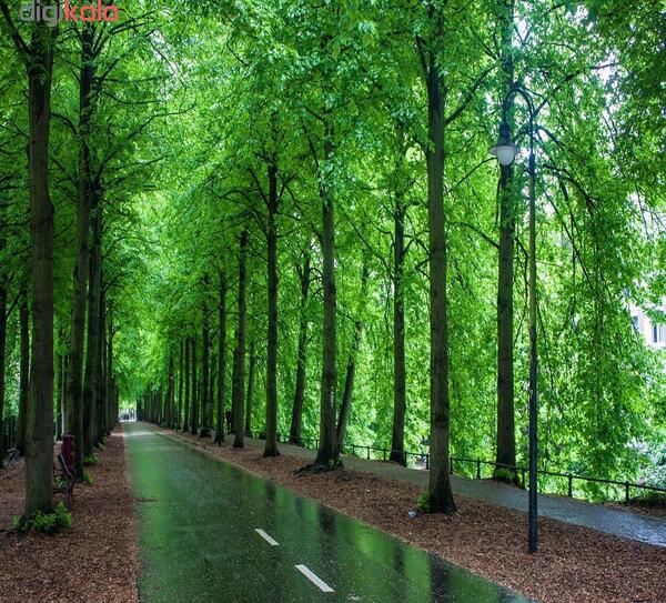عکس سه بعدی جنگل