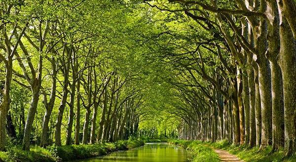 عکس سه بعدی جنگل