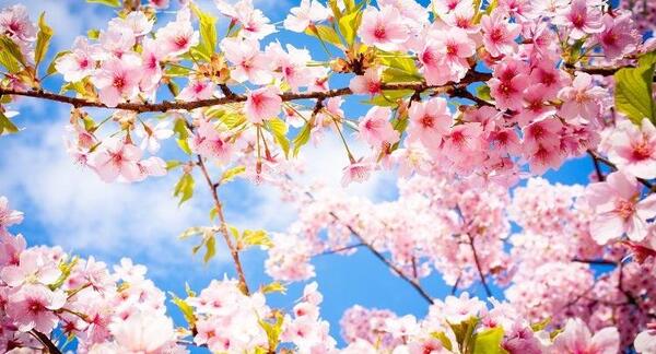عکس بهار قران