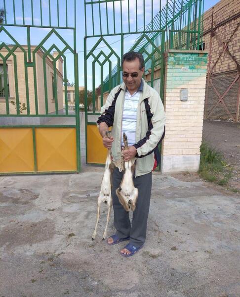 عکس آهو و بچه آهو
