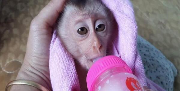 عکس میمون بامزه