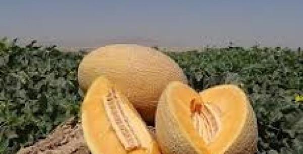 عکس خربزه جانان