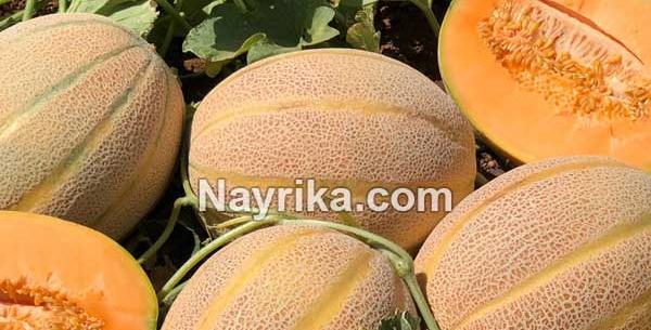 عکس خربزه جانان