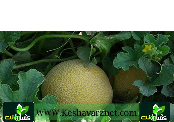 عکس خربزه جانان