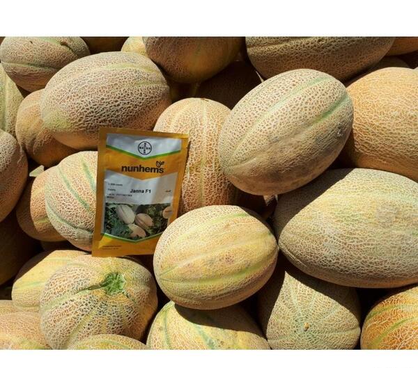 عکس خربزه جانان