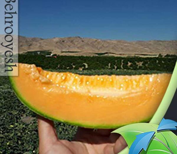 عکس خربزه جانان