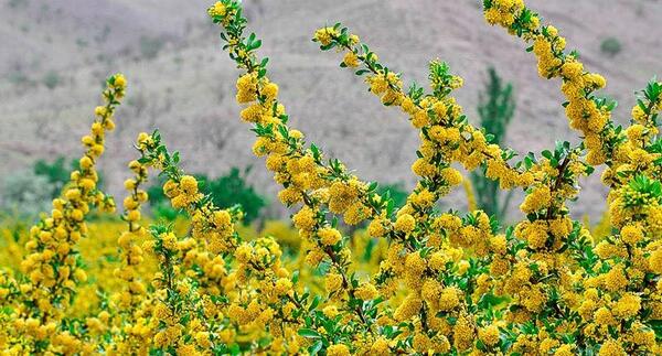 عکس شکوفه زرد