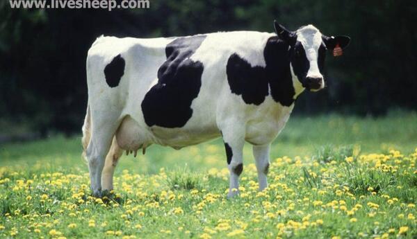 عکس گاو ماده و نر