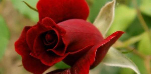 عکس گل های زیبای فوتبال