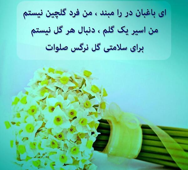 عکس گل نرگس نوشته دار