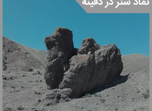 عکس شتر خوابیده