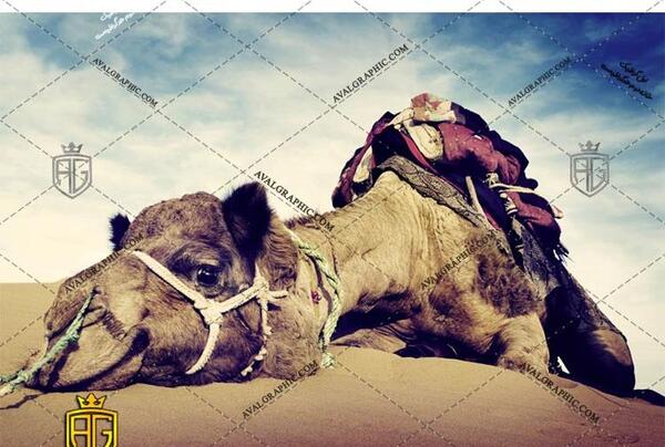 عکس شتر خوابیده