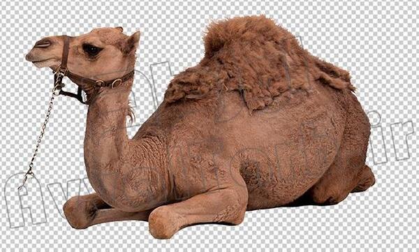 عکس شتر خوابیده